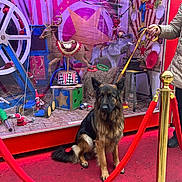 Ingrid Gossart a rejoint le concours — aidez-le/la à gagner de superbes lots ! dog, german_shepherd, red_rope, velvet_rope, circus_theme, window_display, toy_reindeer, toy_elephant, decorations, colorful, person_hand, leash, red_carpet, hay, chair, clown_image, rings, small_figurines, public_space, outdoor