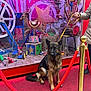dog, german_shepherd, red_rope, velvet_rope, circus_theme, window_display, toy_reindeer, toy_elephant, decorations, colorful, person_hand, leash, red_carpet, hay, chair, clown_image, rings, small_figurines, public_space, outdoor