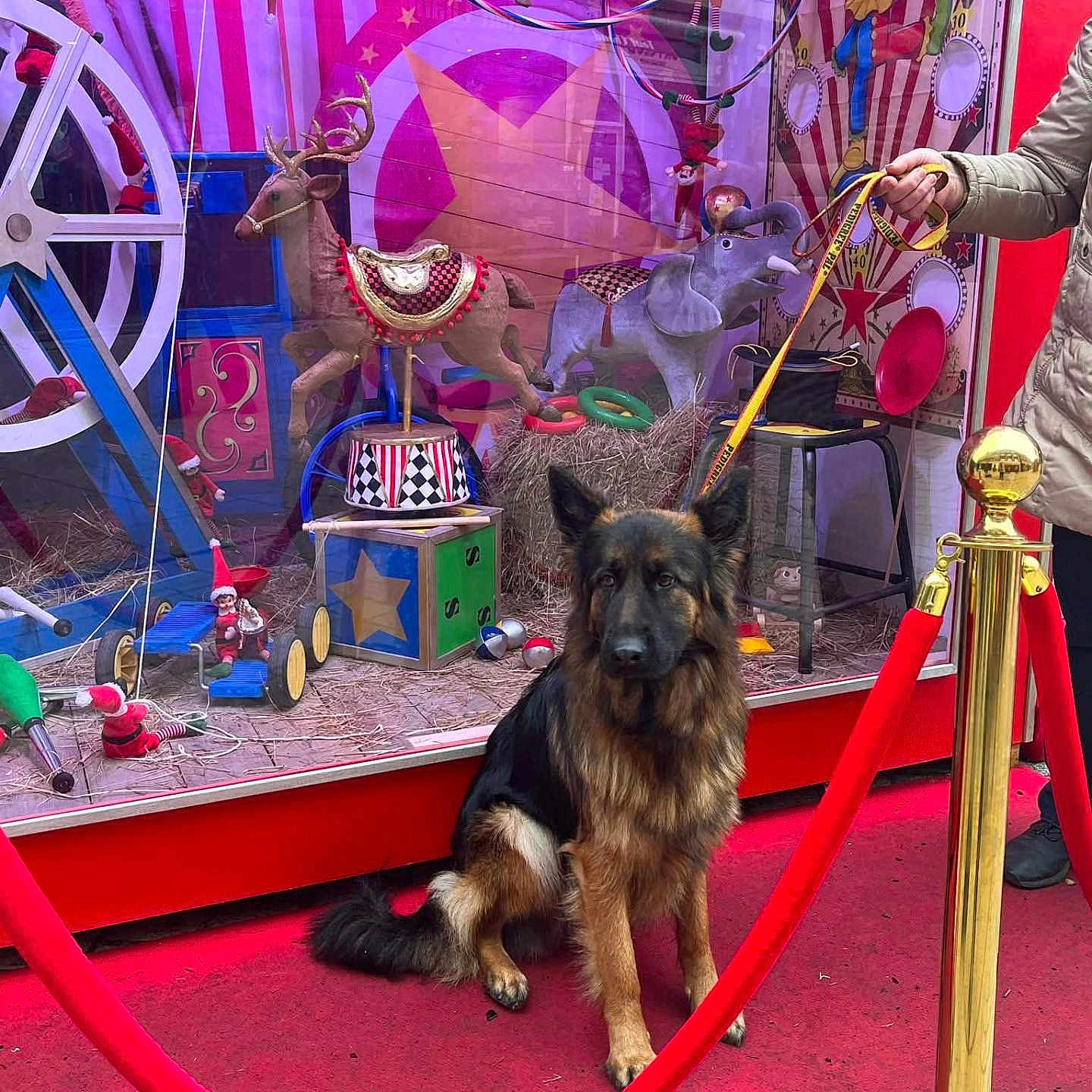 Ingrid Gossart a rejoint le concours — aidez-le/la à gagner de superbes lots ! chair, circus_theme, clown_image, colorful, decorations, dog, german_shepherd, hay, leash, outdoor, person_hand, public_space, red_carpet, red_rope, rings, small_figurines, toy_elephant, toy_reindeer, velvet_rope, window_display