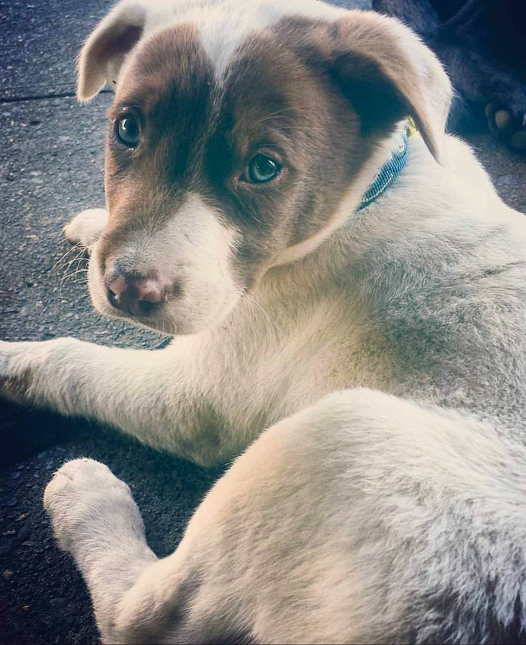 Bronson is registered to the contest to win money with this photo: canidae, carnivore, cloud, companion_dog, dog, dog_breed, fawn, metal, photography, snout, sporting_group, street_dog, terrestrial_animal, whiskers, working_animal