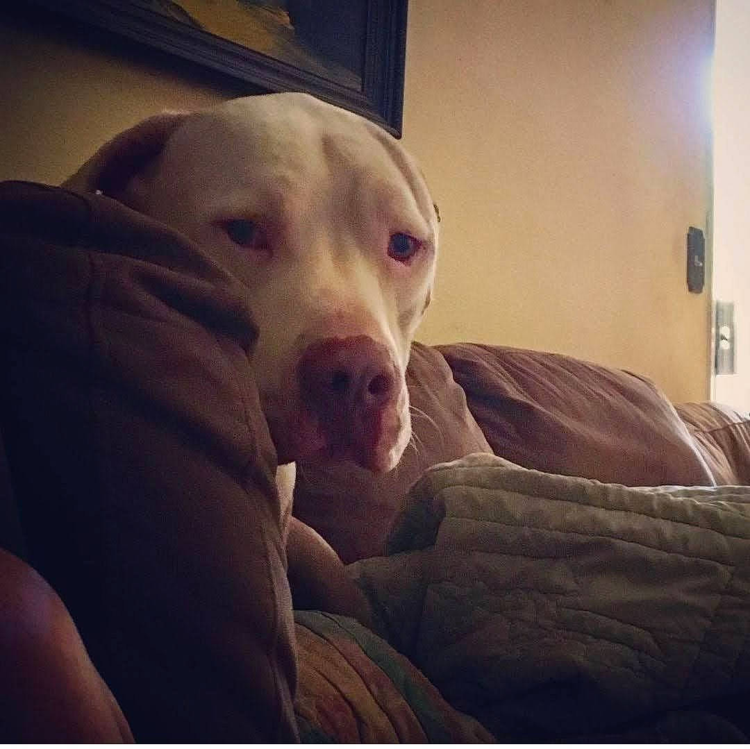 Gus joined the competition — help win amazing prizes! carnivore, cloud, comfort, companion_dog, dog, dog_breed, fawn, fur, happy, night, paw, puppy_love, retriever, selfie, snout, sporting_group, square, tints_and_shades, whiskers, working_animal