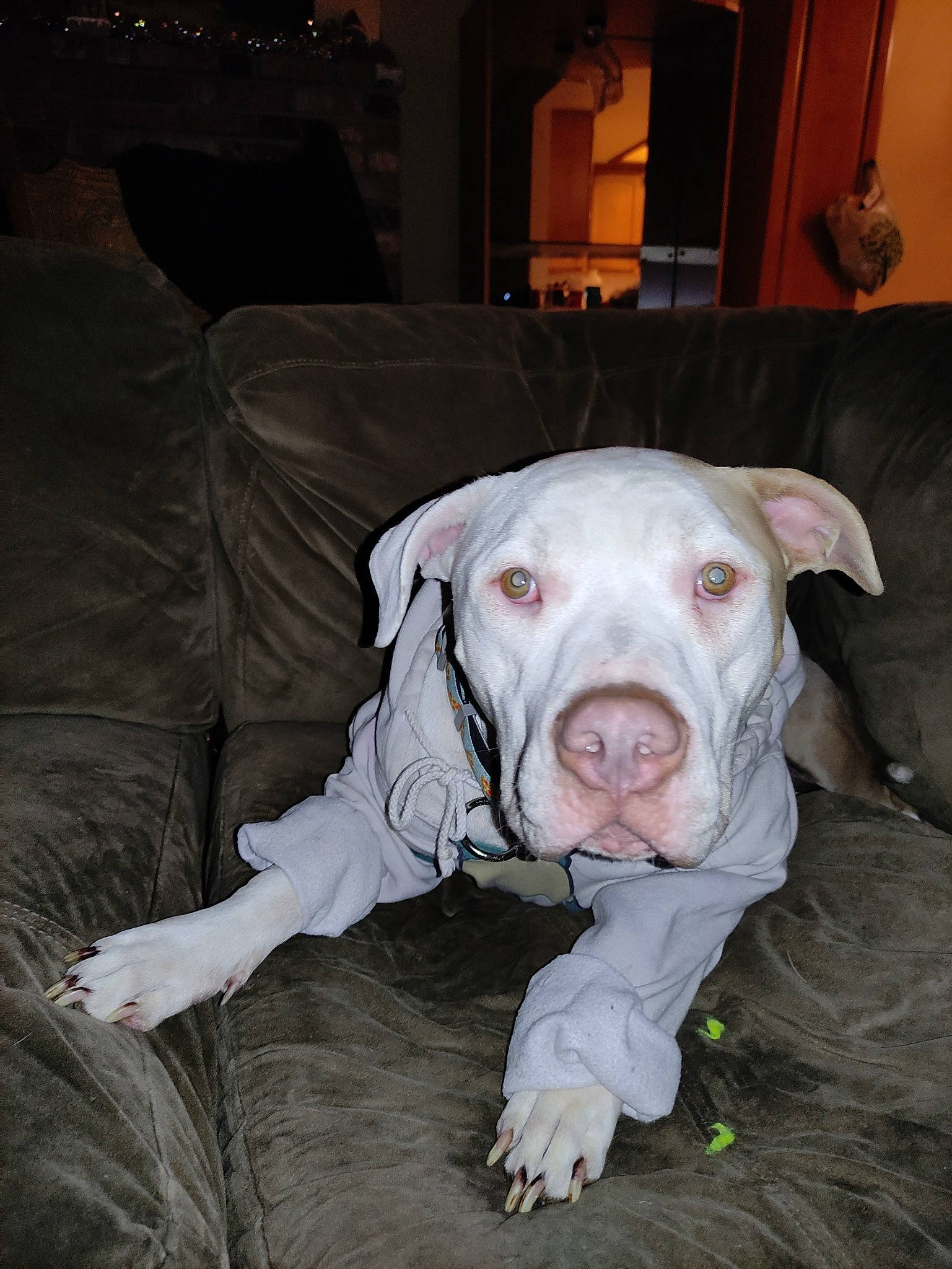 Gus is registered to the contest to win money with this photo: canidae, carnivore, comfort, companion_dog, couch, dog, dog_breed, fawn, fur, houseplant, ingredient, jaw, pet_supply, picture_frame, sleeper_chair, snout, sporting_group, terrestrial_animal, whiskers, working_animal