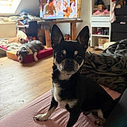 Shelby a rejoint le concours — aidez-le/la à gagner de superbes lots ! dog, small_dog, black_dog, white_dog, pet, indoor, living_room, furniture, wooden_floor, window, television, dog_bed, shelf, shoes, blanket, cozy, curious, animal, floor, resting