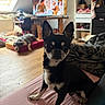 animal, black_dog, blanket, cozy, curious, dog, dog_bed, floor, furniture, indoor, living_room, pet, resting, shelf, shoes, small_dog, television, white_dog, window, wooden_floor