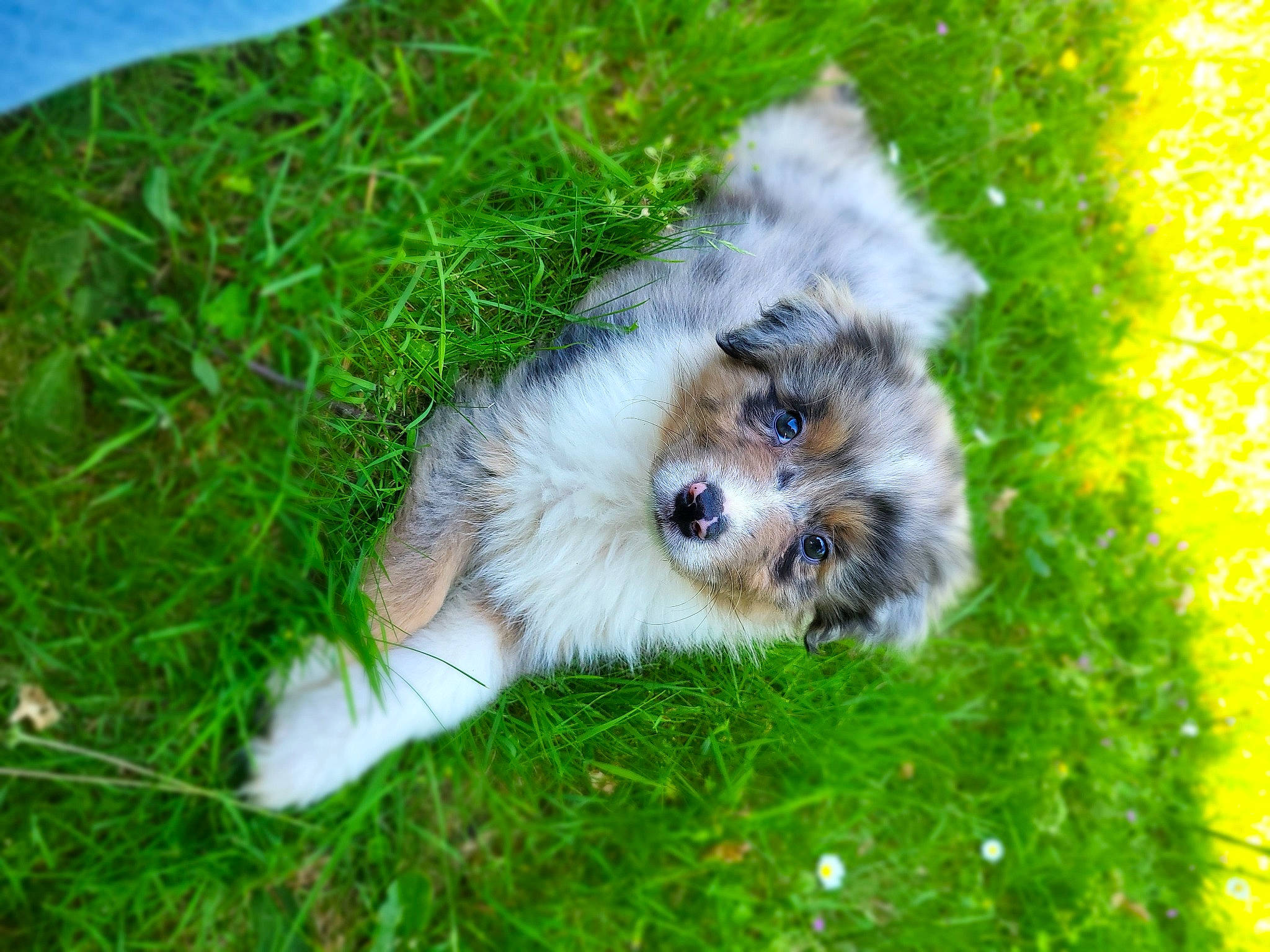 Fenrir participe au concours pour gagner de l'argent avec cette photo : canidae, carnivore, companion_dog, dandelion, dog, dog_breed, fawn, felidae, fur, grass, green, groundcover, herb, miniature_australian_shepherd, plant, snout, sporting_group, terrestrial_animal, toy_dog, whiskers