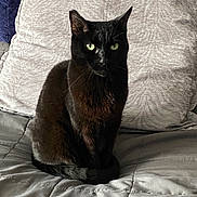 Kiki is registered to the contest to win money with this photo: animal, bed, black_cat, blanket, cat, cozy, cute, domestic, eyes, feline, fur, green_eyes, indoor, paw, pet, pillow, portrait, relaxed, sitting, whiskers