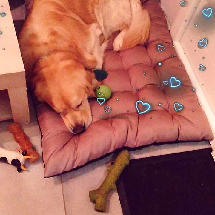 Nanouk a rejoint le concours — aidez-le/la à gagner de superbes lots ! animal, architecture, ball, building, canine, couch, cushion, dog, furniture, homedecor, hound, indoors, interiordesign, person, pet, puppy, sleeping, sport, tennis, tennisball