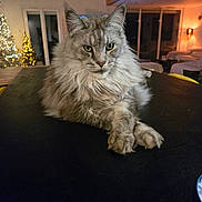 Marie Rezza participe au concours pour gagner de l'argent avec cette photo : cat, fluffy, indoor, living_room, table, crossed_paws, christmas_tree, lights, furniture, decor, pet, animal, cozy, warm_lighting, relaxed, portrait, mammal, domestic_cat, feline, house