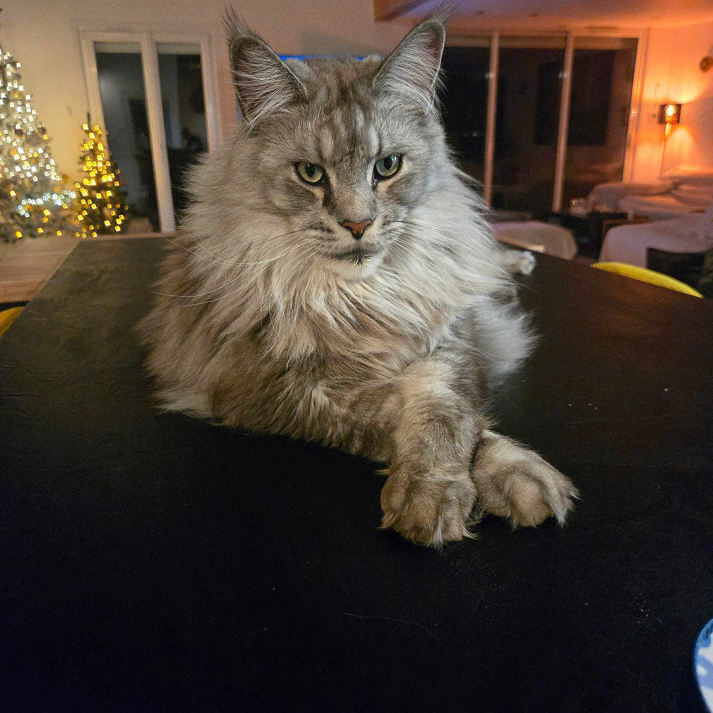 Marie Rezza participe au concours pour gagner de l'argent avec cette photo : animal, cat, christmas_tree, cozy, crossed_paws, decor, domestic_cat, feline, fluffy, furniture, house, indoor, lights, living_room, mammal, pet, portrait, relaxed, table, warm_lighting