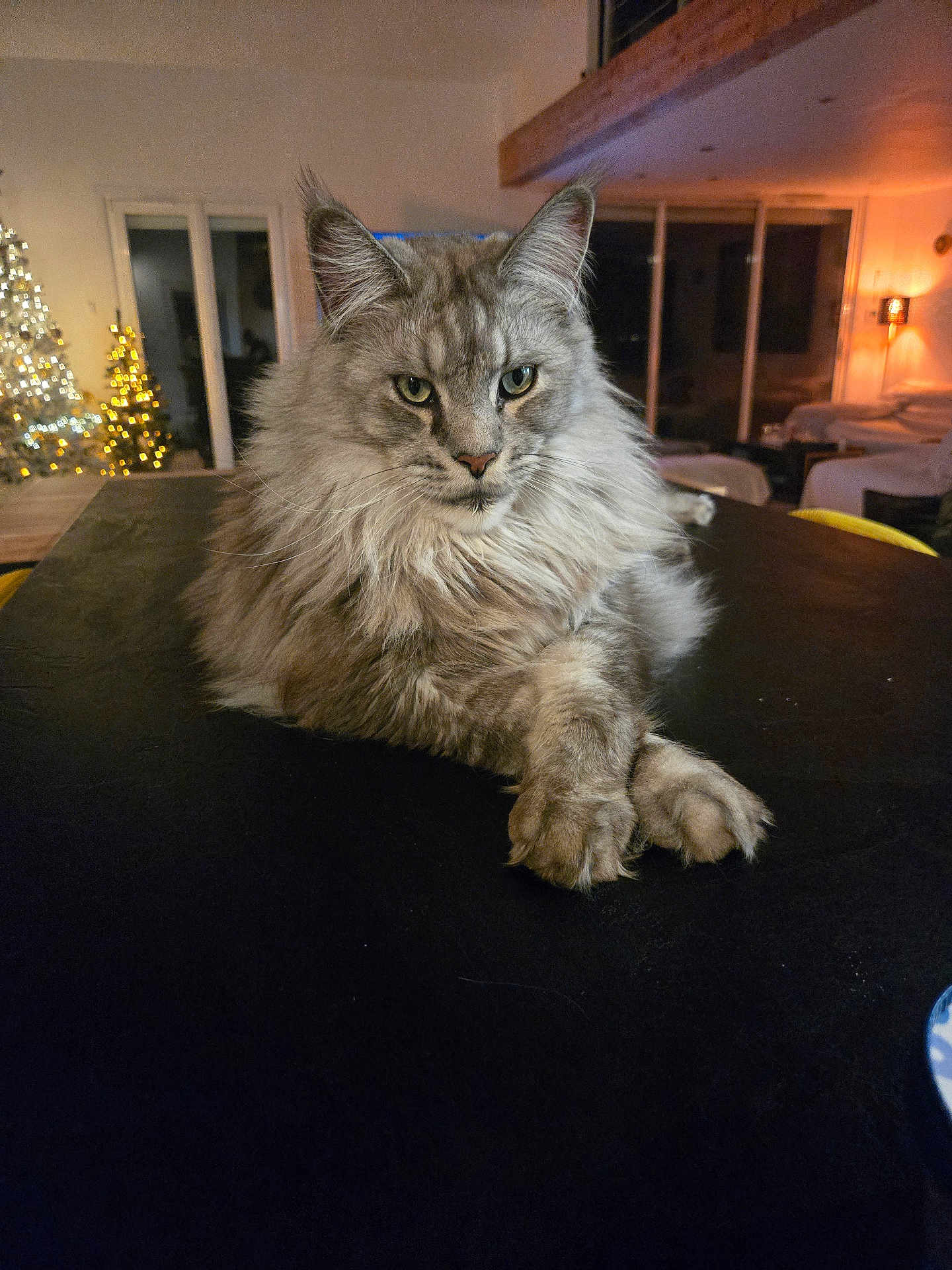 Marie Rezza participe au concours pour gagner de l'argent avec cette photo : cat, fluffy, indoor, living_room, table, crossed_paws, christmas_tree, lights, furniture, decor, pet, animal, cozy, warm_lighting, relaxed, portrait, mammal, domestic_cat, feline, house