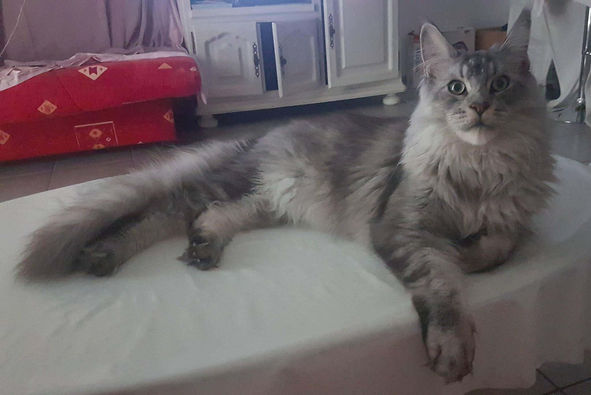 Eros a rejoint le concours — aidez-le/la à gagner de superbes lots ! bag, cabinetry, carnivore, cat, claw, comfort, domestic_short_haired_cat, felidae, fur, grey, luggage_and_bags, paw, small_to_medium_sized_cats, tail, whiskers