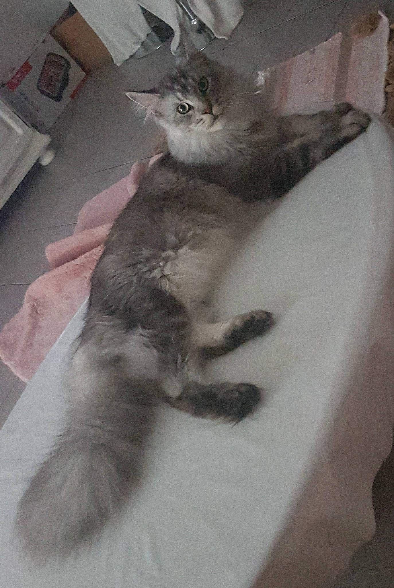 Eros a rejoint le concours — aidez-le/la à gagner de superbes lots ! bed, british_longhair, carnivore, cat, cat_bed, claw, comfort, domestic_short_haired_cat, ear, fawn, felidae, fur, grey, paw, small_to_medium_sized_cats, snout, tail, whiskers