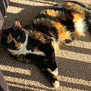 Brownie is registered to the contest to win money with this photo: cat, calico, feline, pet, sunlight, shadow, striped_shadow, carpet, indoor, relaxed, green_eyes, fur, animal, laying_down, cozy, warm_light, resting, whiskers, domestic_animal, closeup