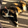 cat, calico, feline, pet, sunlight, shadow, striped_shadow, carpet, indoor, relaxed, green_eyes, fur, animal, laying_down, cozy, warm_light, resting, whiskers, domestic_animal, closeup