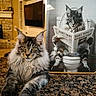 cat, maine_coon, animal, pet, feline, countertop, indoor, portrait, funny, framed_picture, newspaper, toilet, reading, house, living_room, stone_wall, television, relaxing, closeup, grey_fur