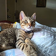 Jasper joined the competition — help win amazing prizes! cat, kitten, tabby, animal, pet, feline, portrait, close_up, wide_eyed, whiskers, ears, fur, striped, collar, indoor, bed, blanket, relaxed, paw, photography
