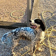 Mistral a rejoint le concours — aidez-le/la à gagner de superbes lots ! dog, black_and_white, gravel, yellow_hose, outdoor, sunlight, shadow, wet_fur, pet, animal, curious, standing, tail, ears, snout, mouth_open, alert, daylight, nature, playful