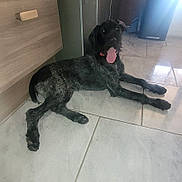 Asta a rejoint le concours — aidez-le/la à gagner de superbes lots ! dog, indoor, tile_floor, cabinet, black_dog, lying_down, tongue_out, pet, canine, floor, home, domestic_animal, relaxed, resting, light, shadow, panting, fur, animal, companion