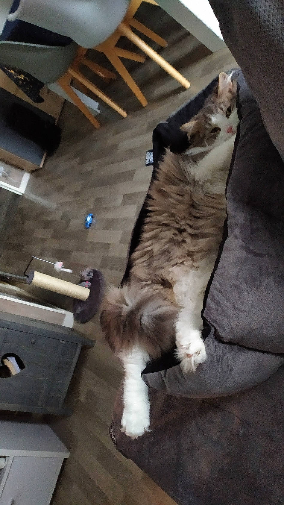 Macaron a rejoint le concours — aidez-le/la à gagner de superbes lots ! carnivore, cat, claw, comfort, dog_breed, domestic_short_haired_cat, felidae, flooring, fur, hardwood, human_leg, machine, paw, room, small_to_medium_sized_cats, tail, terrestrial_animal, whiskers, wood