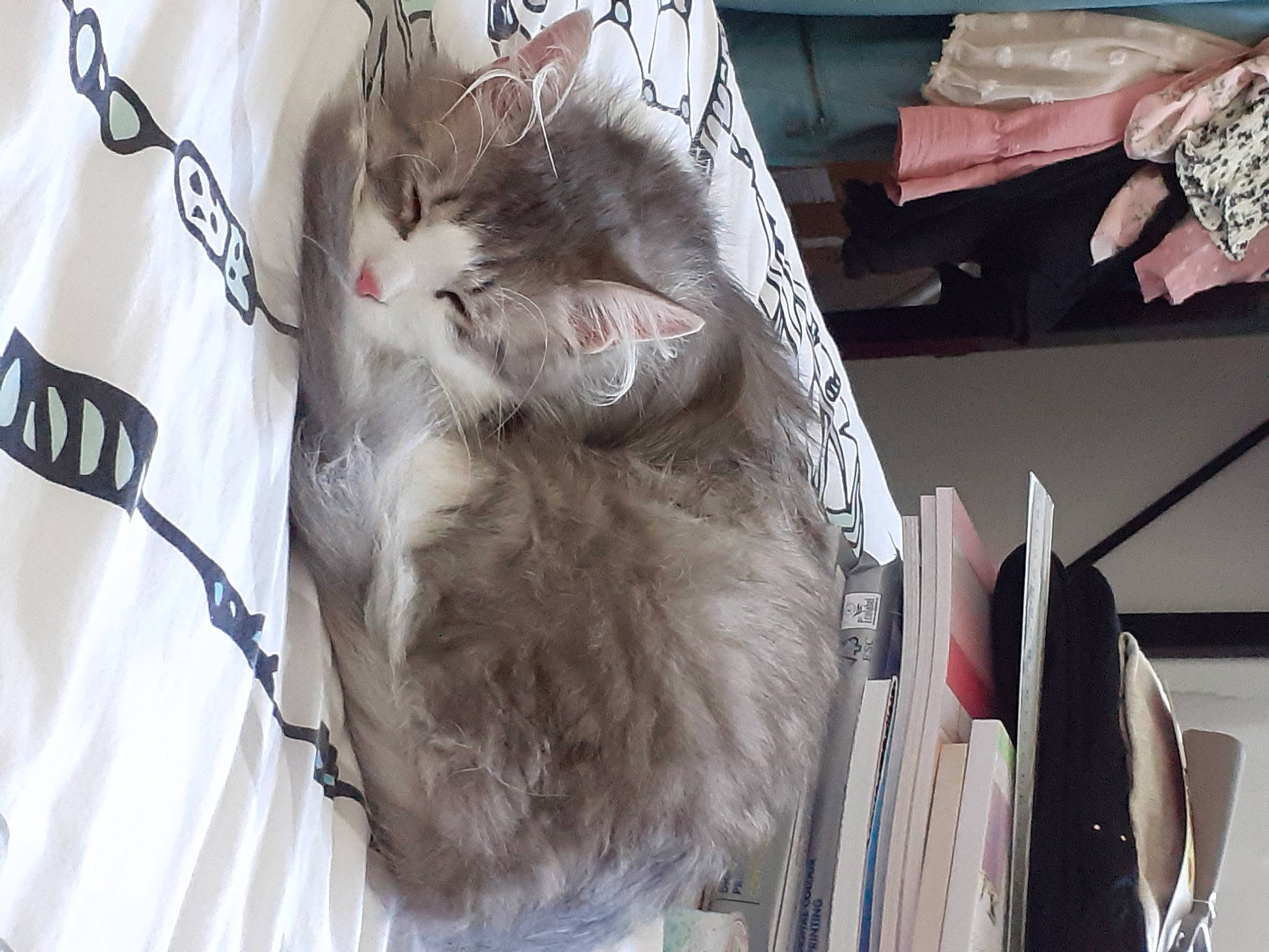 Macaron participe au concours pour gagner de l'argent avec cette photo : carnivore, cat, domestic_short_haired_cat, feather, felidae, fur, grey, linens, room, sleeve, small_to_medium_sized_cats, t_shirt, tail, textile, visual_arts, whiskers