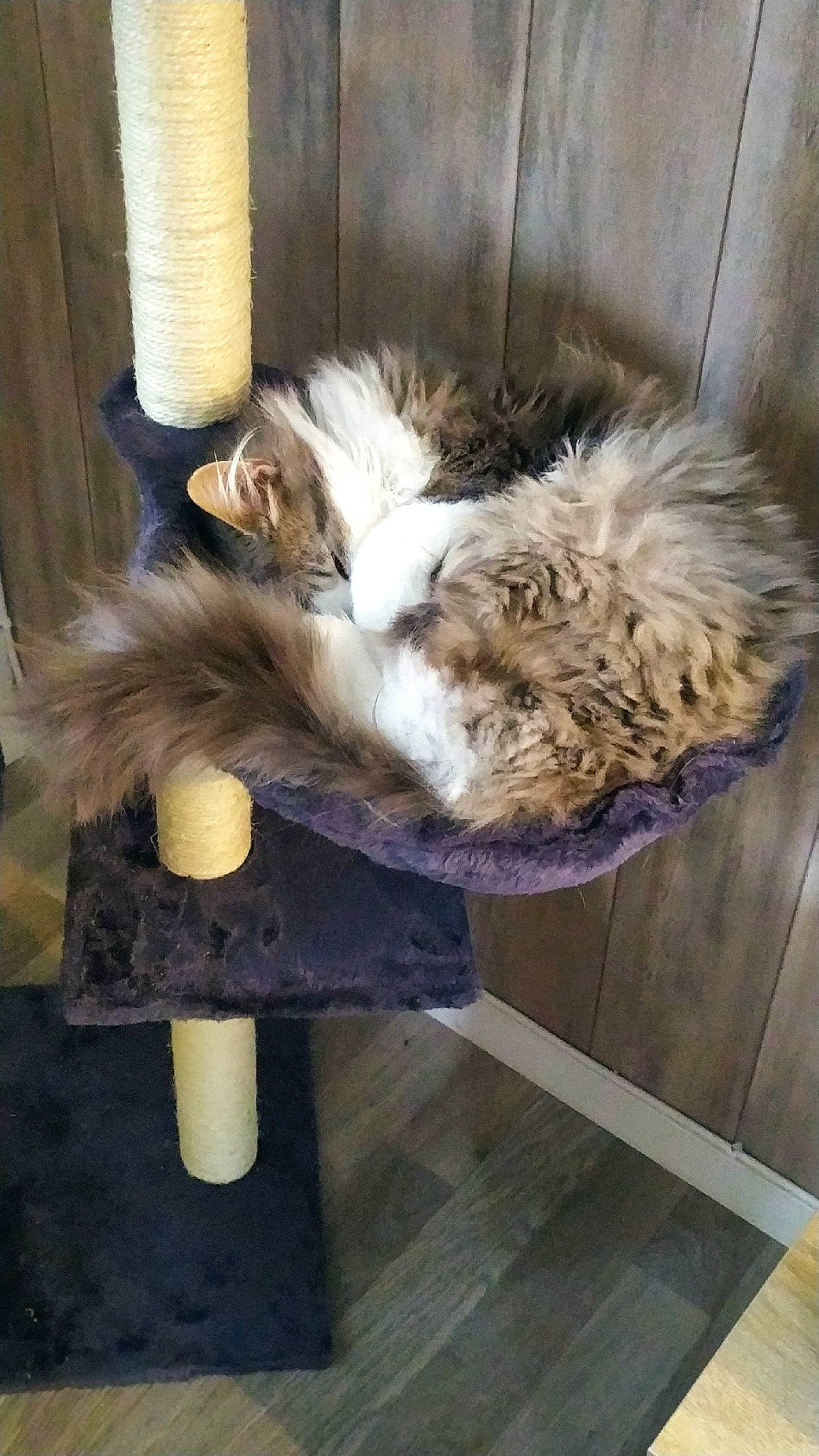 Macaron a rejoint le concours — aidez-le/la à gagner de superbes lots ! canidae, carnivore, cat, cat_supply, comfort, companion_dog, fawn, felidae, flooring, fur, hardwood, mammal, natural_material, small_to_medium_sized_cats, sporting_group, tail, terrestrial_animal, vertebrate, whiskers, wood