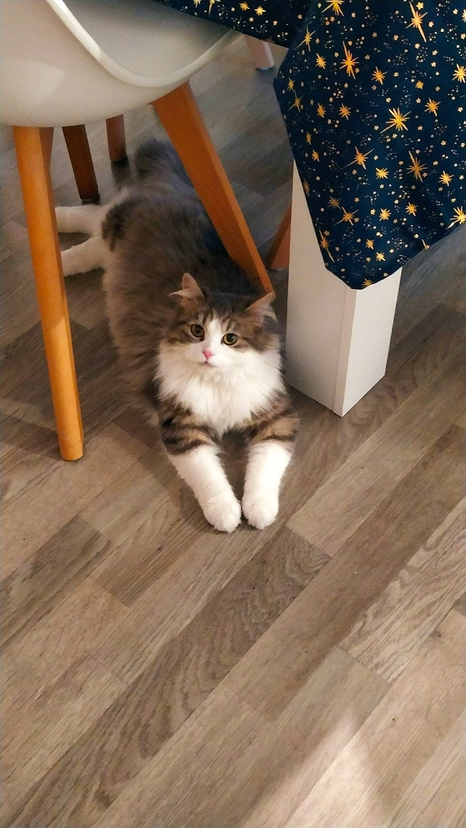 Macaron a rejoint le concours — aidez-le/la à gagner de superbes lots ! carnivore, cat, domestic_short_haired_cat, fawn, felidae, floor, flooring, fur, hardwood, human_leg, laminate_flooring, leg, pattern, plank, small_to_medium_sized_cats, tail, whiskers, wood, wood_flooring, wood_stain