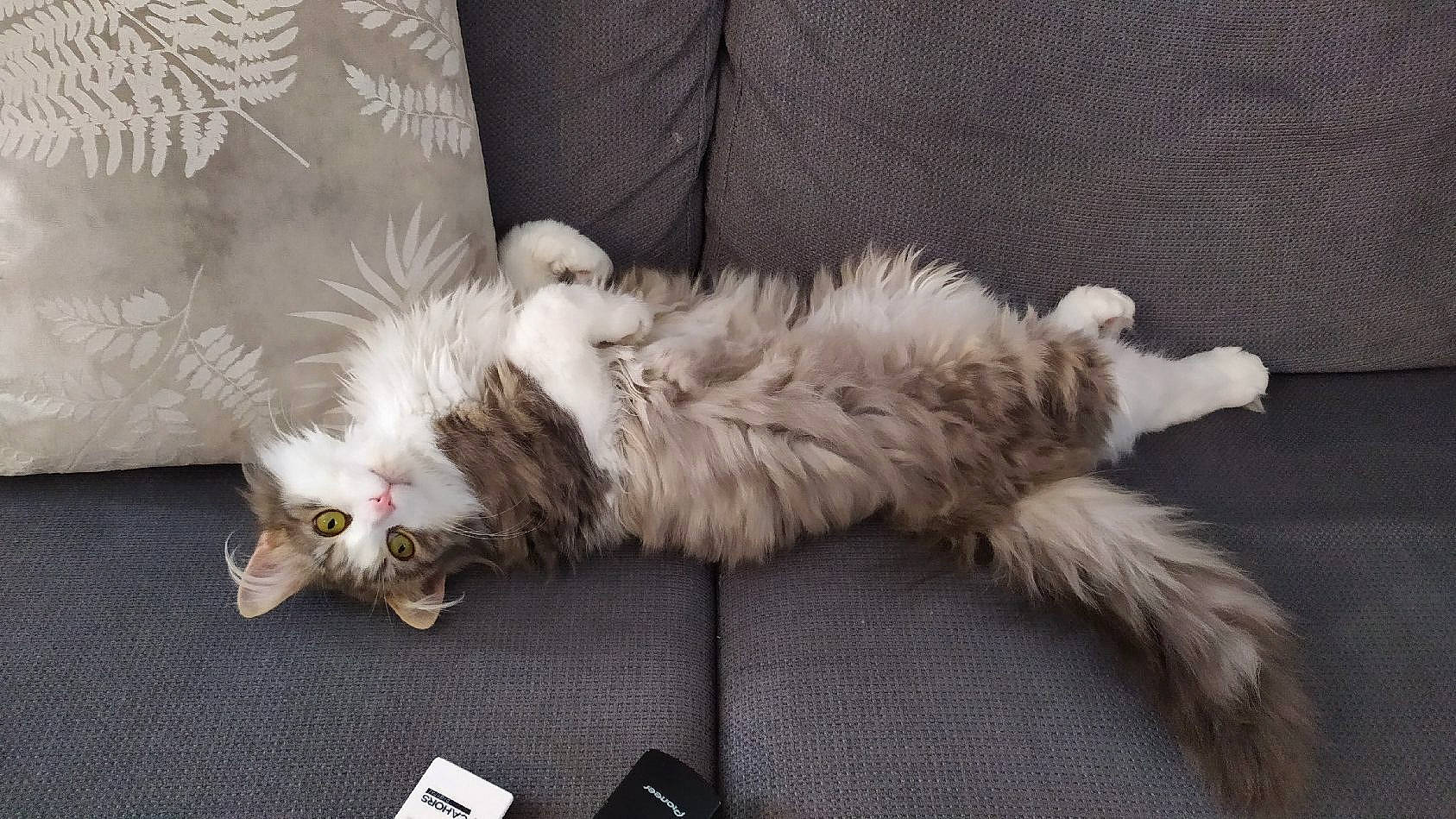 Macaron participe au concours pour gagner de l'argent avec cette photo : british_longhair, carnivore, cat, claw, comfort, companion_dog, fawn, felidae, fur, grey, nap, paw, small_to_medium_sized_cats, tail, whiskers