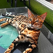 Youki participe au concours pour gagner de l'argent avec cette photo : bengal_cat, cat, animal, pet, feline, spotted_coat, glass_table, outdoor, green_turf, black_stools, relaxing, lying_down, domestic_cat, ears, whiskers, eyes, paws, collar, reflection, daylight
