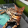 bengal_cat, cat, animal, pet, feline, spotted_coat, glass_table, outdoor, green_turf, black_stools, relaxing, lying_down, domestic_cat, ears, whiskers, eyes, paws, collar, reflection, daylight