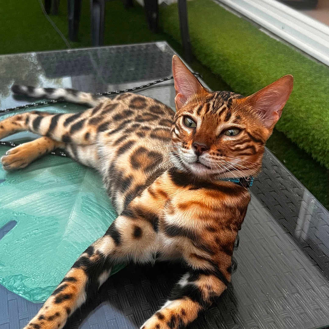 Youki participe au concours pour gagner de l'argent avec cette photo : bengal_cat, cat, animal, pet, feline, spotted_coat, glass_table, outdoor, green_turf, black_stools, relaxing, lying_down, domestic_cat, ears, whiskers, eyes, paws, collar, reflection, daylight