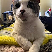 Stormy is registered to the contest to win money with this photo: cat, close_up, indoor, pet, whiskers, curious, cozy, blanket, relaxed, feline, animal, cute, soft, domestic_animal, portrait, laying, fur, eyes, paws, resting