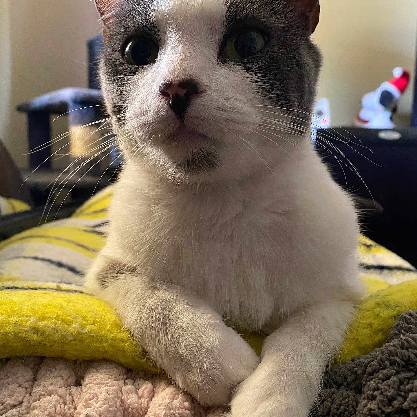 Stormy is registered to the contest to win money with this photo: cat, close_up, indoor, pet, whiskers, curious, cozy, blanket, relaxed, feline, animal, cute, soft, domestic_animal, portrait, laying, fur, eyes, paws, resting
