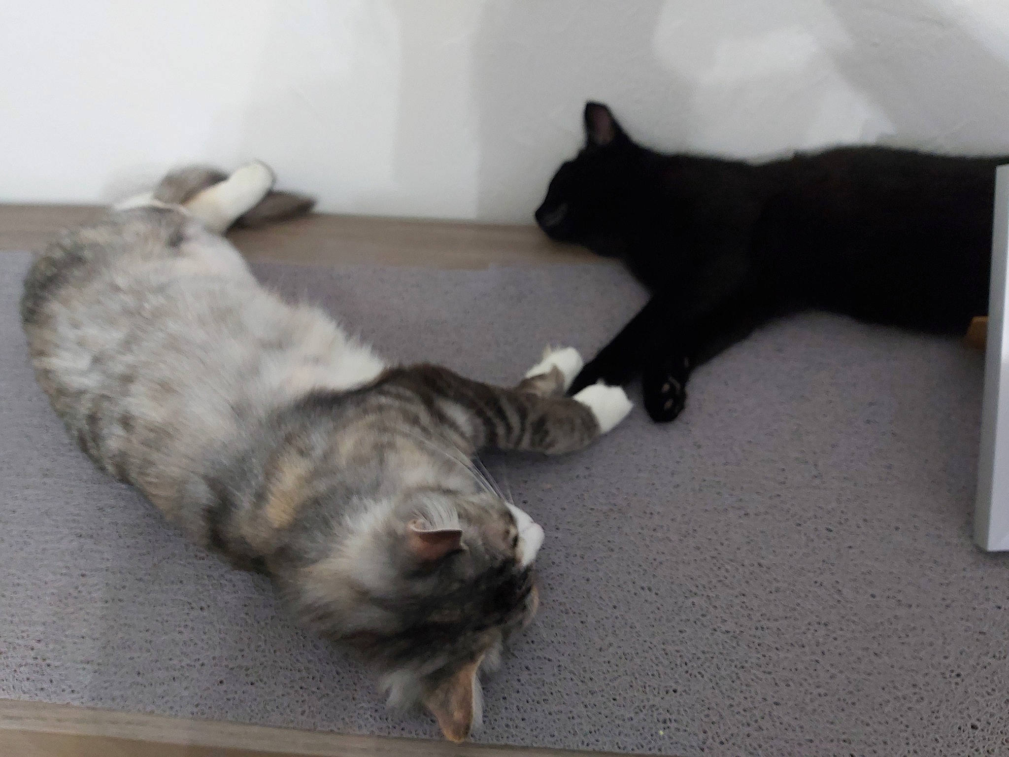 Ruby participe au concours pour gagner de l'argent avec cette photo : black_cat, canidae, carnivore, cat, claw, comfort, dog_breed, domestic_short_haired_cat, felidae, floor, flooring, fur, grey, hardwood, paw, small_to_medium_sized_cats, snout, sporting_group, tail, whiskers