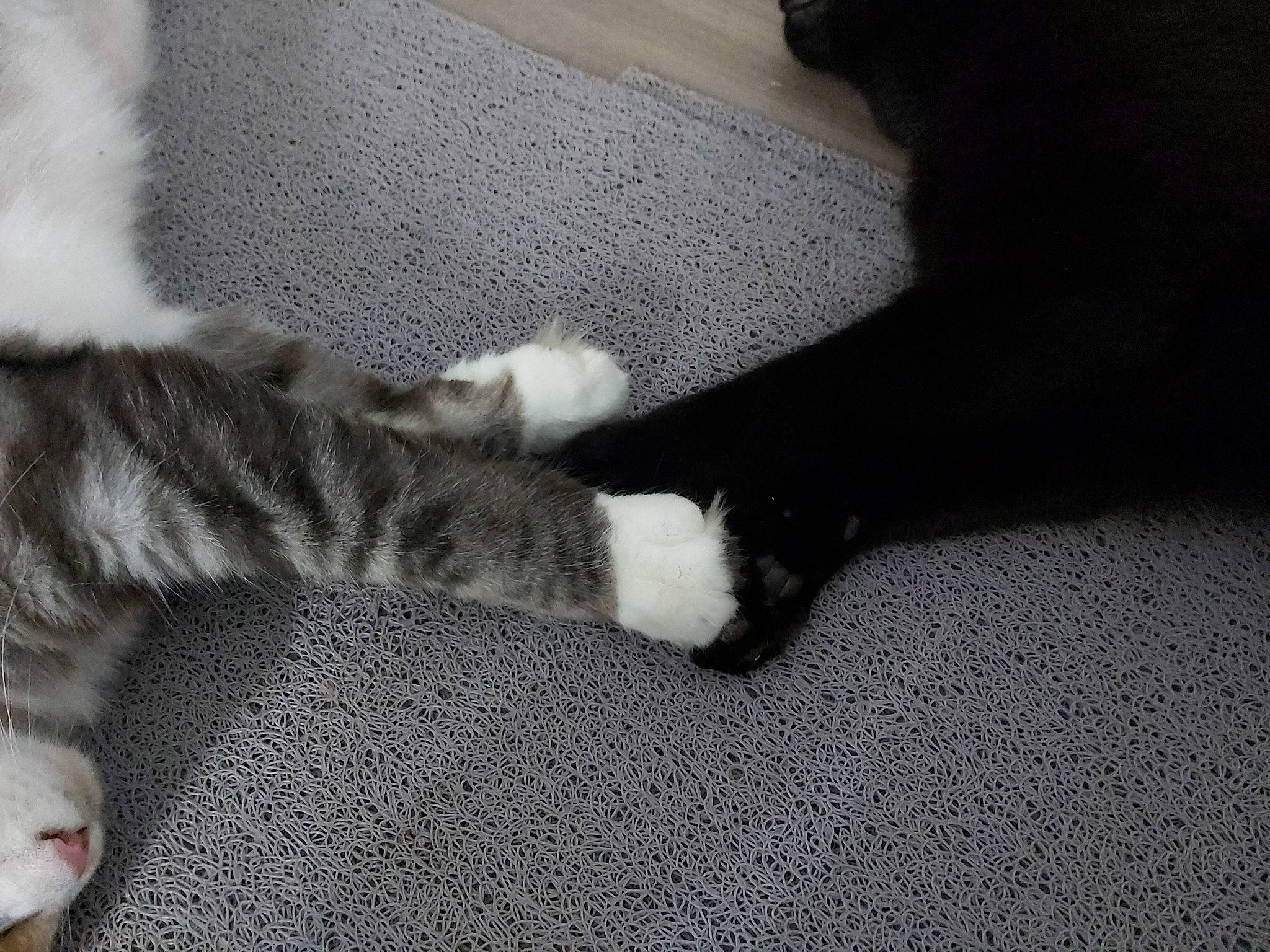 Ruby a rejoint le concours — aidez-le/la à gagner de superbes lots ! asphalt, carnivore, carpet, cat, claw, comfort, domestic_short_haired_cat, felidae, floor, flooring, fur, grey, human_leg, nap, paw, road_surface, shadow, small_to_medium_sized_cats, tail, whiskers