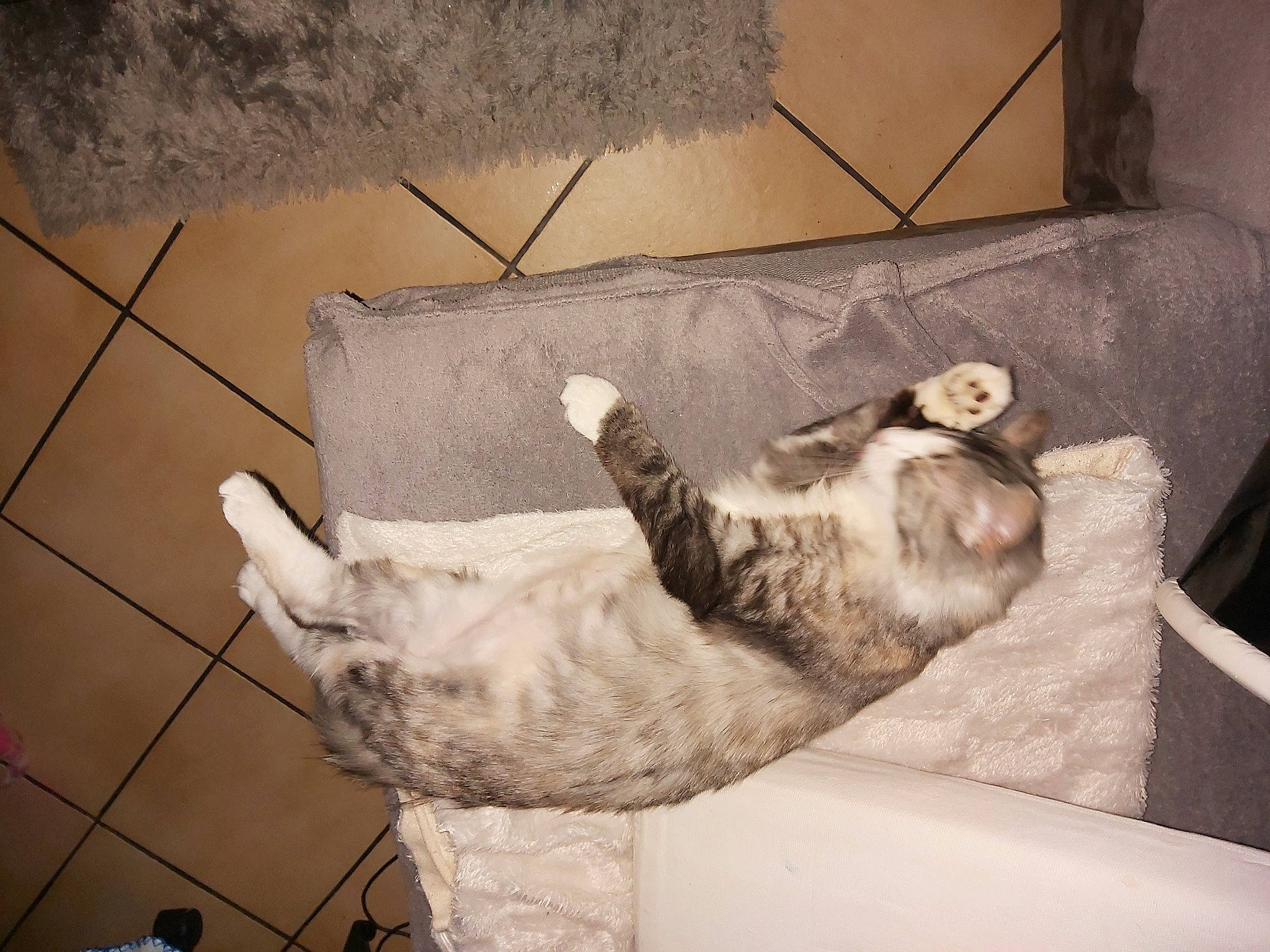 Ruby a rejoint le concours — aidez-le/la à gagner de superbes lots ! canidae, carnivore, cat, comfort, couch, dog_breed, domestic_short_haired_cat, fawn, felidae, floor, flooring, fur, hardwood, paw, small_to_medium_sized_cats, snout, sporting_group, tail, whiskers, wood