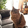 Ruby is registered to the contest to win money with this photo: animal, cat, couch, ears, eyes, fluffy_cat, fur, gray_cat, home, houseplant, indoors, living_room, long_hair, pet, portrait, relaxed, sitting, sofa, sunlight, whiskers