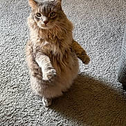 Ruby is registered to the contest to win money with this photo: carpet, cat, cute, feline, floor, fluffy, funny_pose, gray_cat, green_eyes, home, indoor, long_hair, pet, portrait, raised_paw, shadow, standing, sunlight, upright, whiskers