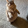 carpet, cat, cute, feline, floor, fluffy, funny_pose, gray_cat, green_eyes, home, indoor, long_hair, pet, portrait, raised_paw, shadow, standing, sunlight, upright, whiskers