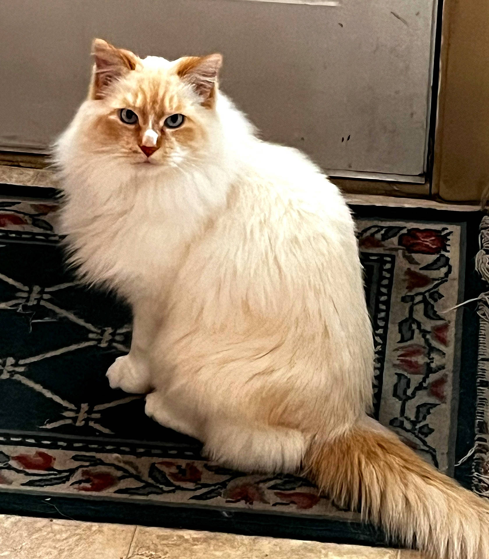 Siggy joined the competition — help win amazing prizes! abyssinian, accessories, angora, animal, cat, door, doormat, hardwood, homedecor, indoors, kitten, manx, mat, pet, rug, siamese, strap, tile, wood