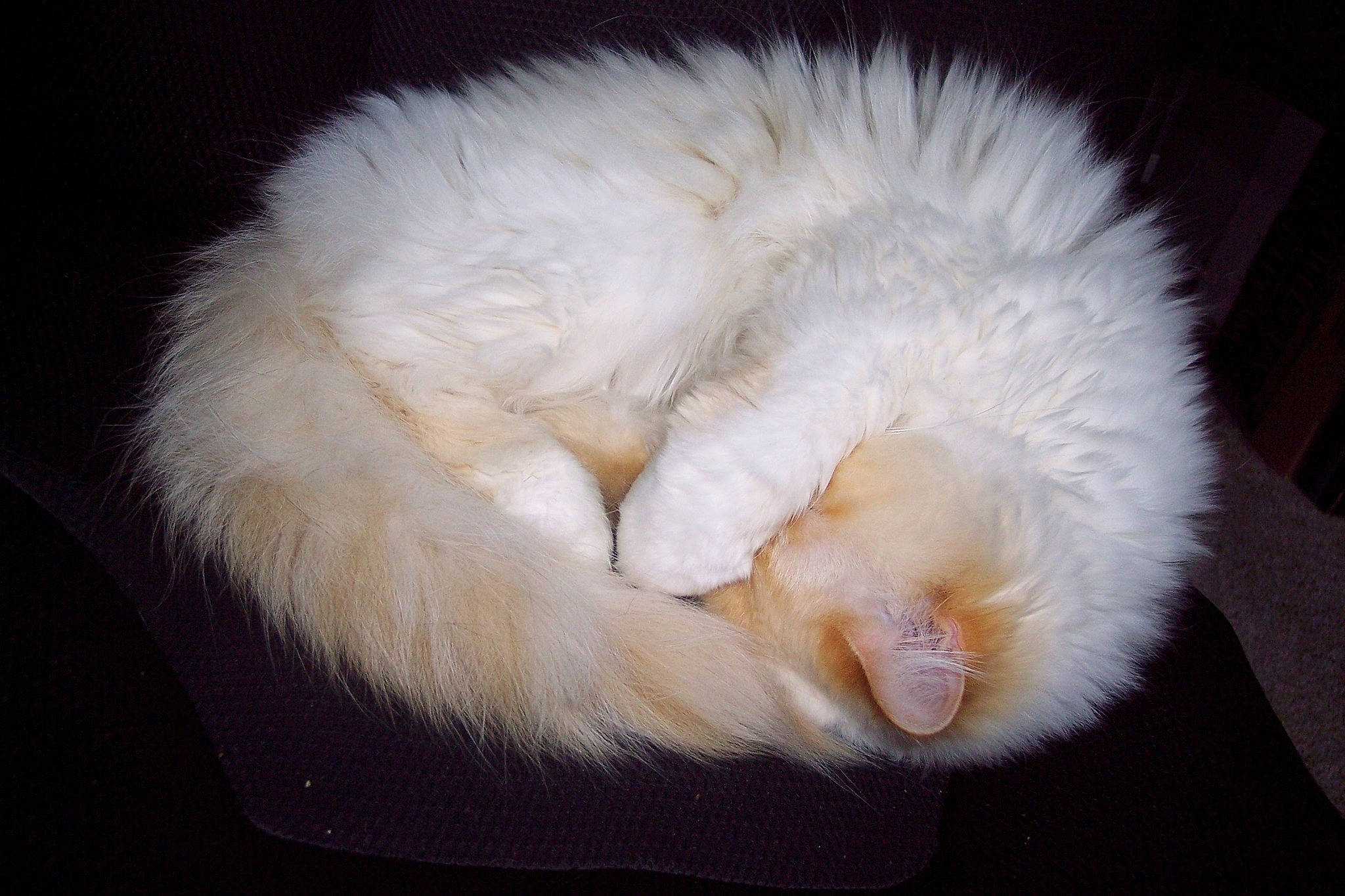 Siggy is registered to the contest to win money with this photo: canidae, carnivore, cat, cat_bed, claw, comfort, companion_dog, dog_breed, ear, felidae, fur, nap, paw, puppy, samoyed, small_to_medium_sized_cats, tail, terrestrial_animal, whiskers