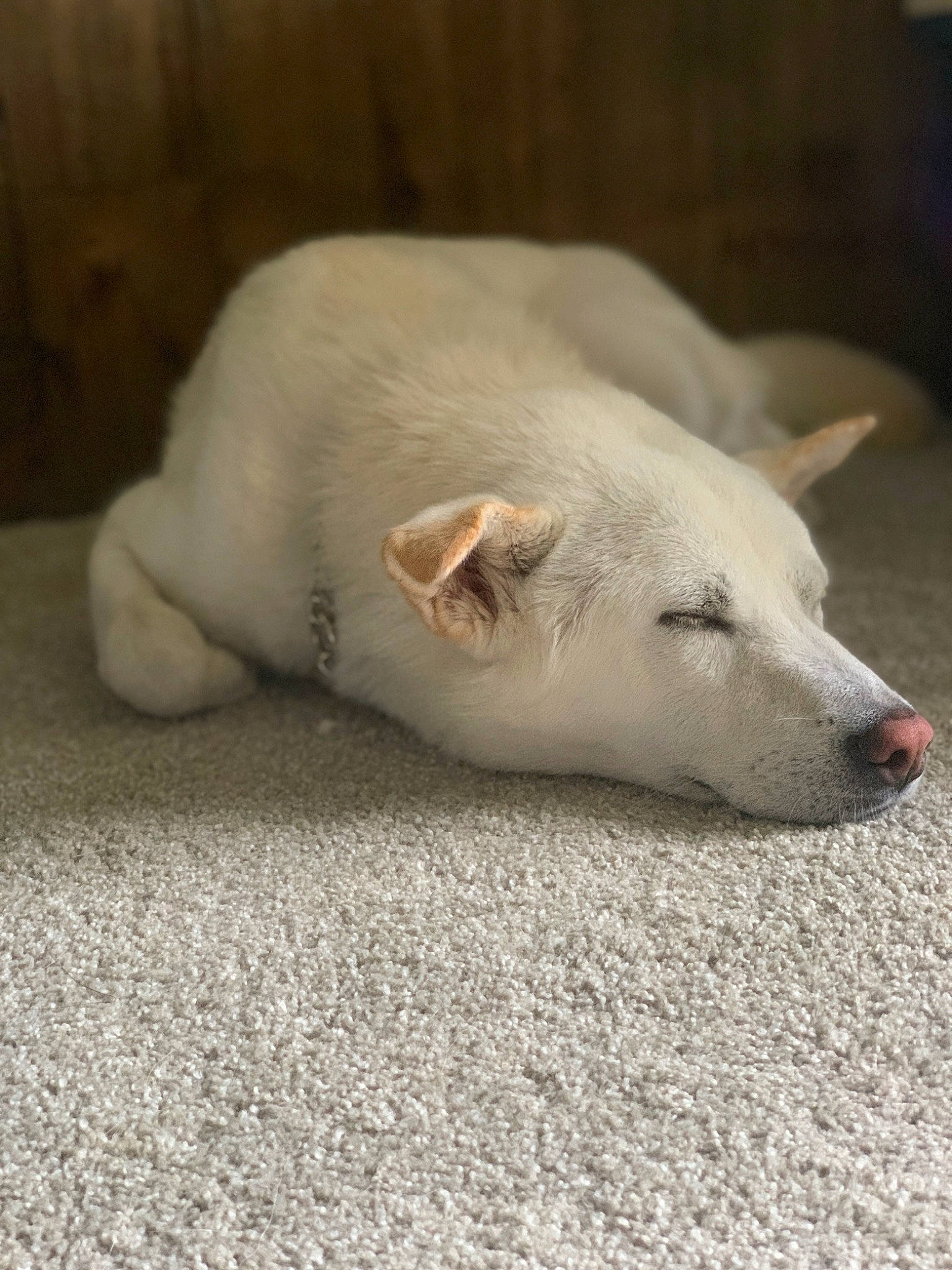 Baekho joined the competition — help win amazing prizes! canidae, carnivore, claw, comfort, companion_dog, dog, dog_breed, fawn, fur, nap, non_sporting_group, paw, puppy, sporting_group, tail, terrestrial_animal, whiskers, wildlife, wood, working_animal