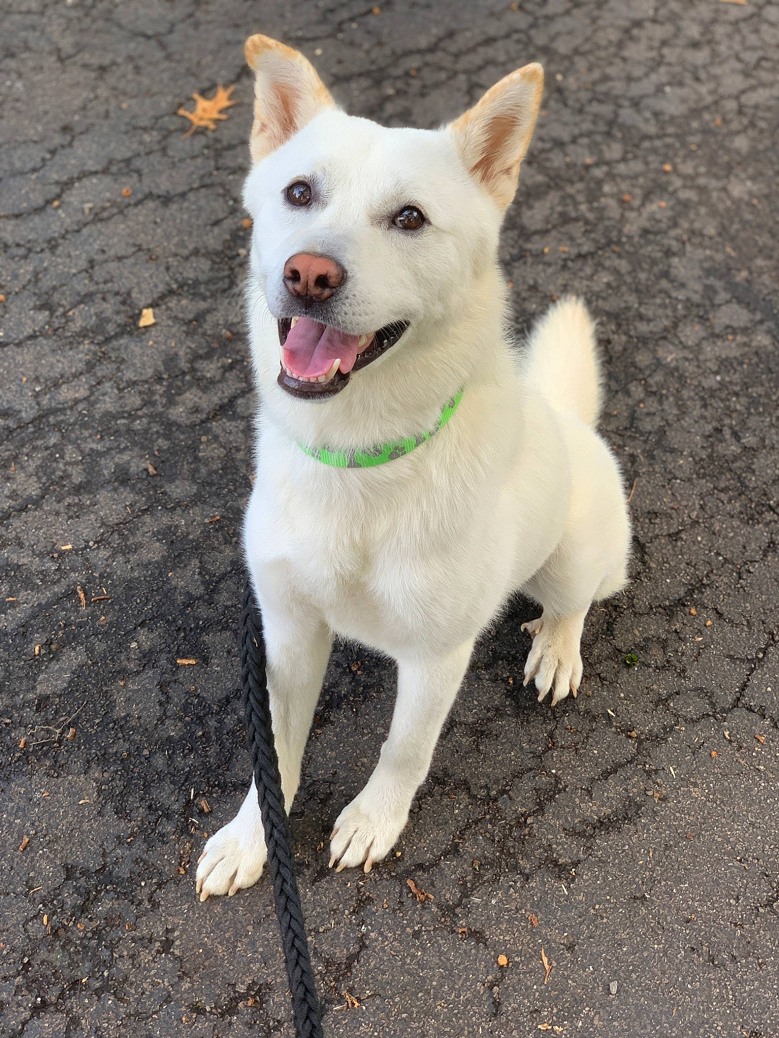 Baekho joined the competition — help win amazing prizes! asphalt, canidae, carnivore, collar, companion_dog, dog, dog_breed, dog_collar, dog_supply, fang, fashion_accessory, fawn, leash, pet_supply, road_surface, sidewalk, sporting_group, street_dog, tail, working_animal