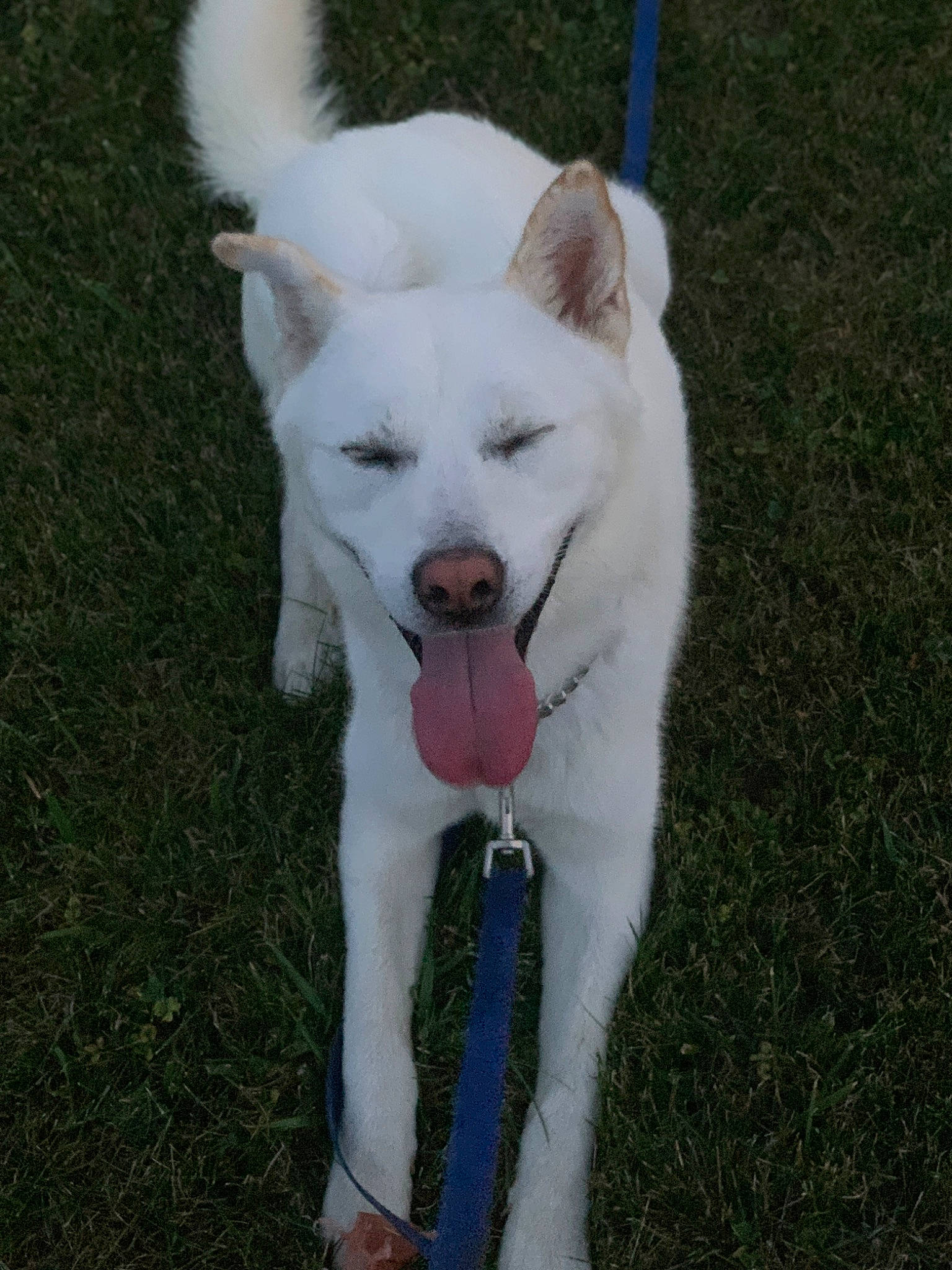 Baekho joined the competition — help win amazing prizes! ancient_dog_breeds, canidae, carnivore, collar, companion_dog, dog, dog_breed, dog_collar, fang, grass, non_sporting_group, plant, snout, sporting_group, tail, terrestrial_animal, working_animal, working_dog