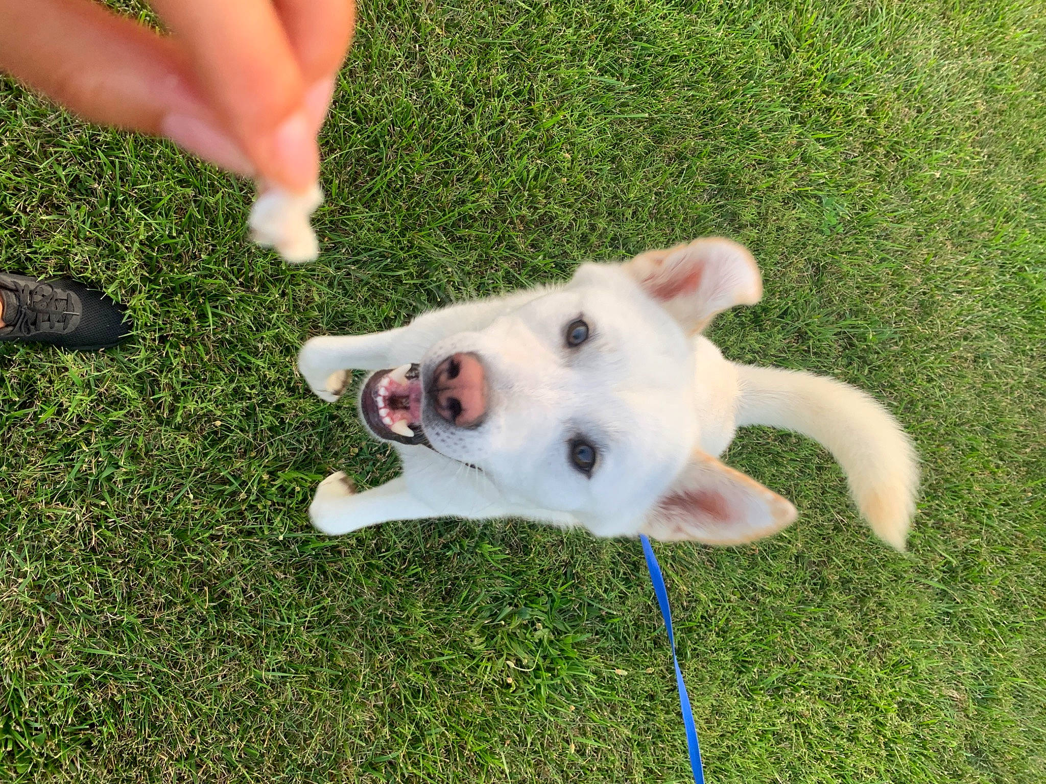 Baekho joined the competition — help win amazing prizes! ancient_dog_breeds, canidae, carnivore, collar, companion_dog, dog, dog_breed, fawn, foot, grass, human_leg, livestock, non_sporting_group, people_in_nature, snout, sporting_group, tail, terrestrial_animal, working_animal