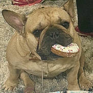 Bojangles joined the competition — help win amazing prizes! animal, brown_dog, carpet, close_up, cute, dog, donut, drool, ears, face, food, french_bulldog, indoor, muzzle, paws, pet, shaggy_rug, sitting, snack, sprinkles