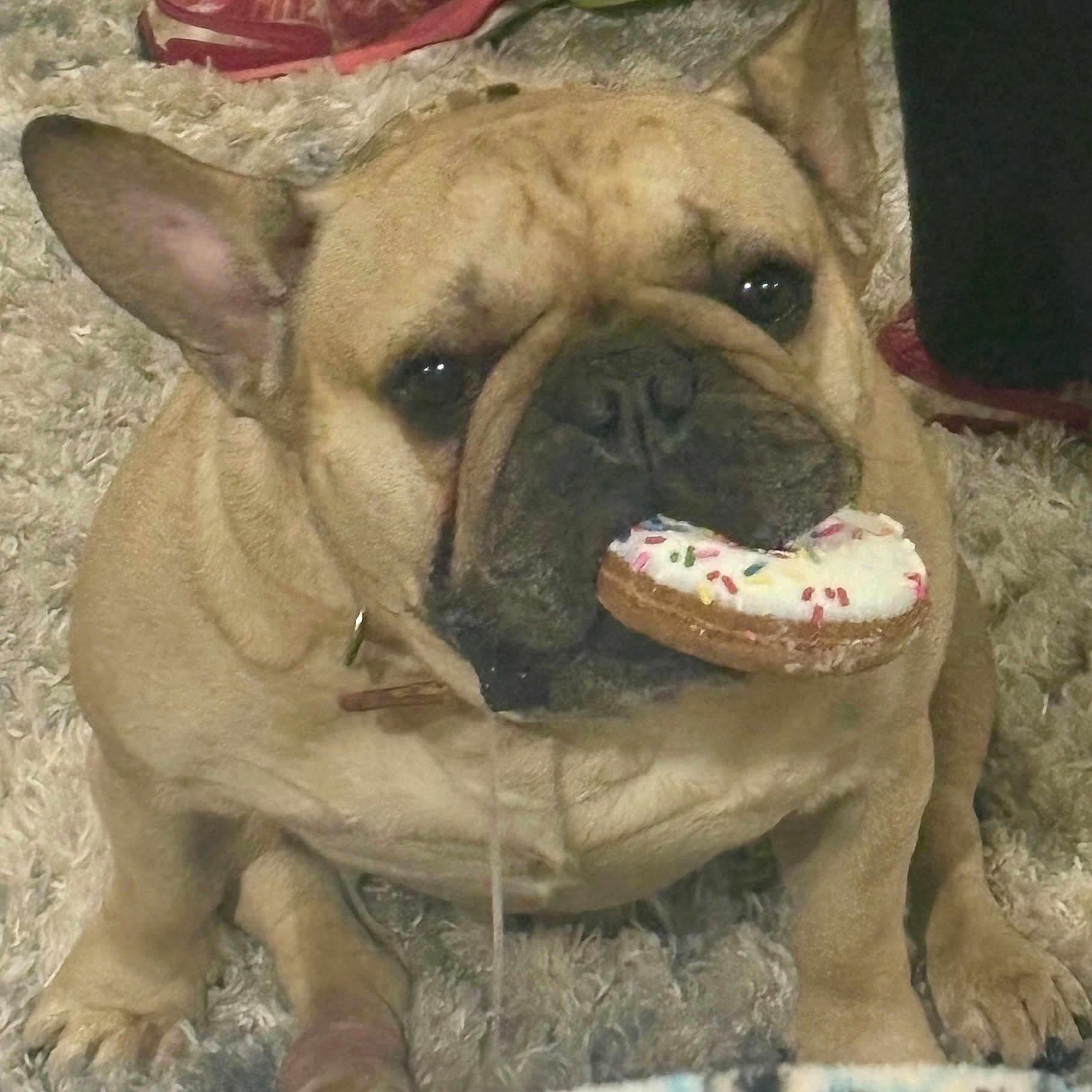 Bojangles joined the competition — help win amazing prizes! animal, brown_dog, carpet, close_up, cute, dog, donut, drool, ears, face, food, french_bulldog, indoor, muzzle, paws, pet, shaggy_rug, sitting, snack, sprinkles