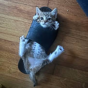 Bitsie is registered to the contest to win money with this photo: animal, cat, claw, cute, domestic_animal, feline, footwear, funny, indoor, kitten, lying_down, paw, pet, playful, relaxed, slipper, small, striped, tabby, wooden_floor
