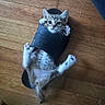 animal, cat, claw, cute, domestic_animal, feline, footwear, funny, indoor, kitten, lying_down, paw, pet, playful, relaxed, slipper, small, striped, tabby, wooden_floor