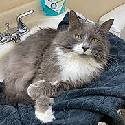 Nemo joined the competition — help win amazing prizes! bathroom, cat, crossed_paws, domestic, faucet, feline, fluffy, gray_cat, groomed, indoor, long_hair, mouthwash_bottle, pet, portrait, relaxed, sink, towel, whiskers, white_fur, yellow_eyes