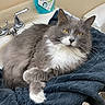 bathroom, cat, crossed_paws, domestic, faucet, feline, fluffy, gray_cat, groomed, indoor, long_hair, mouthwash_bottle, pet, portrait, relaxed, sink, towel, whiskers, white_fur, yellow_eyes